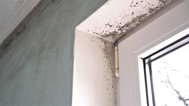 Best Residential Mold Removal  in Fairplay, GA