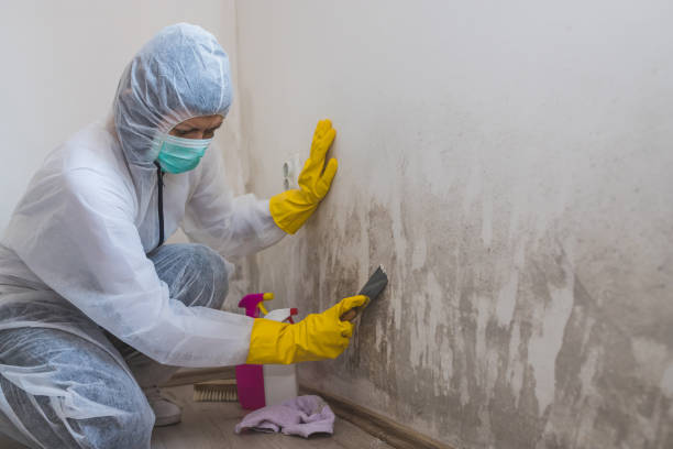 Best Toxic Mold Removal  in Fairplay, GA