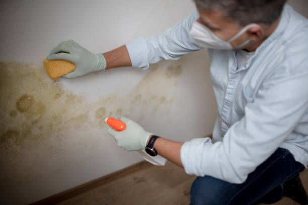 Best Local Mold Removal Service  in Fairplay, GA