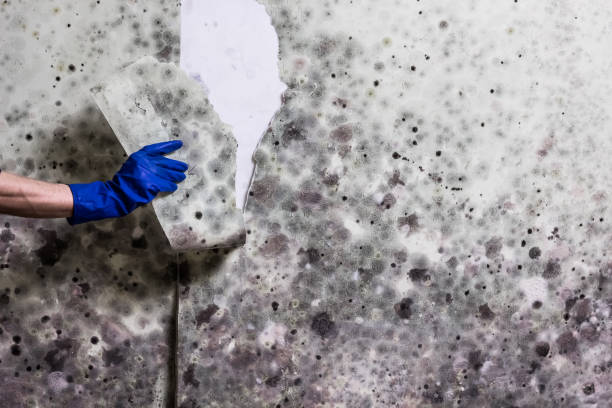 Best Black Mold Removal  in Fairplay, GA
