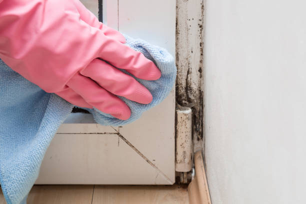 Best Fast Mold Removal  in Fairplay, GA