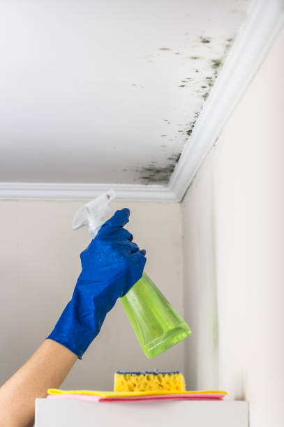 Best Mold Remediation  in Fairplay, GA