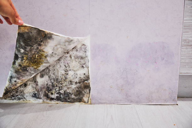 Best Affordable Mold Removal  in Fairplay, GA
